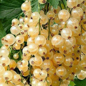Саженцы Комплект 5шт / Смородина Десертная (белая)